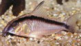 CORYDORAS ARCUATUS – SKUNK